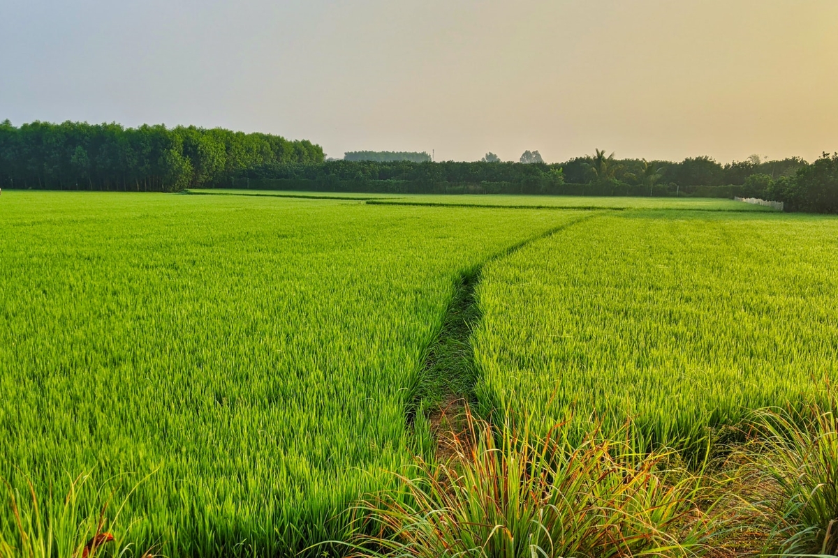 Integrating social protection and agriculture to improve diets